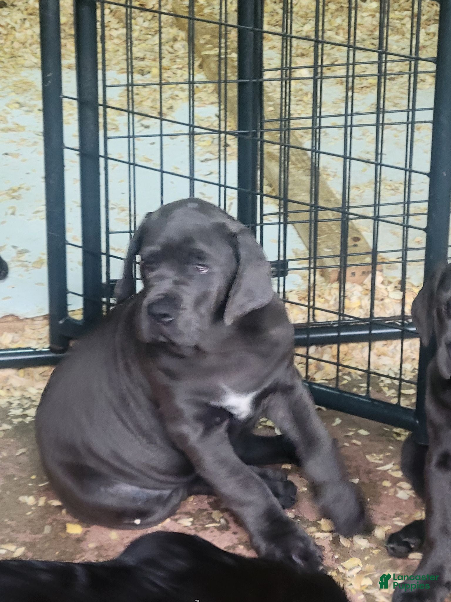 Cane Corso dogs Cane Corso 1 - Ad 21