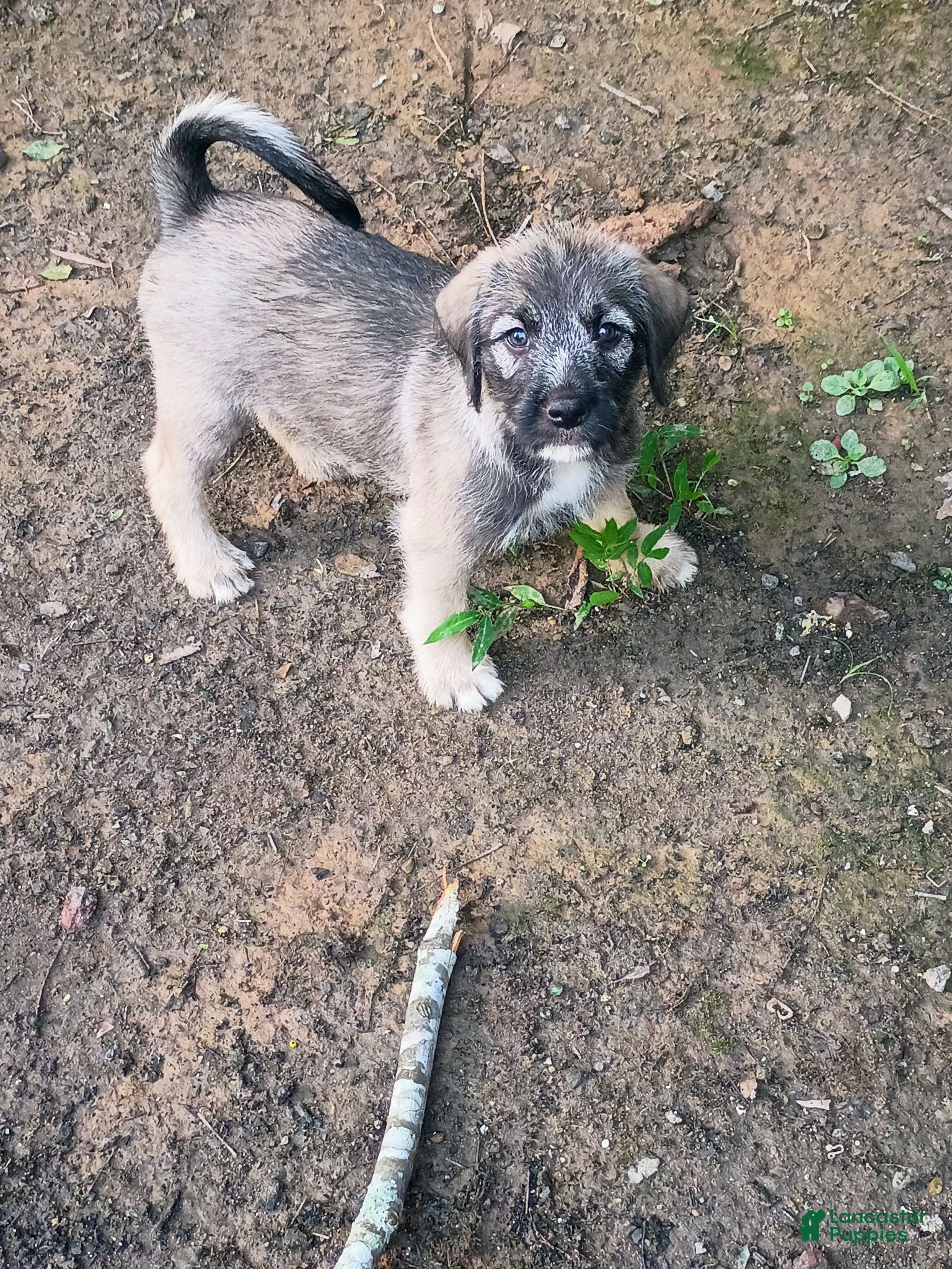 Mixed Breed dogs for sale: MARBLE GIRL - Ad 3