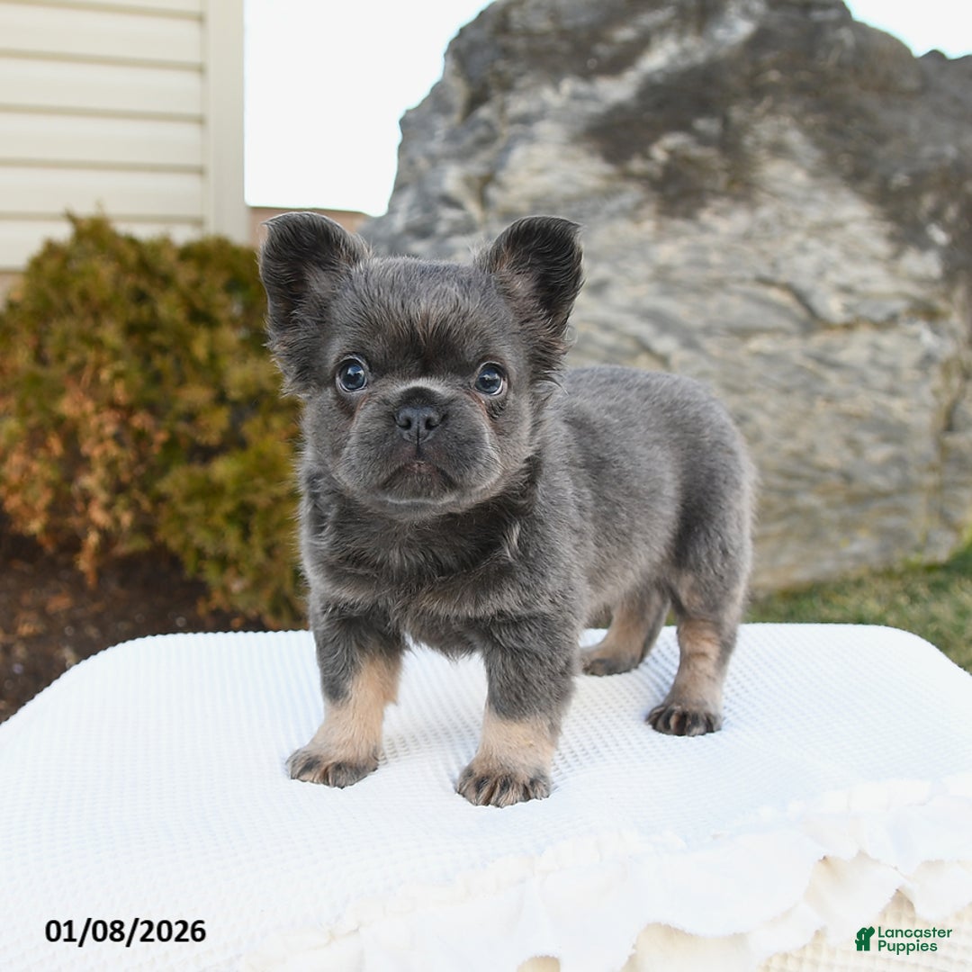 French Bulldog dogs for sale: Indie - Ad 5