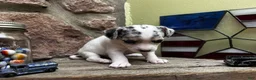 Chihuahua dogs for sale: 🐾Bart~Merle Chihuahua - Ad 4
