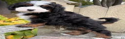 Mini Bernedoodle dogs for sale: 💚IN BOSTON MASSACHUSETTS AREA💚TRADITIONAL TRI COLOR💚MINI BERNEDOODLE BOY💚 - Ad 3