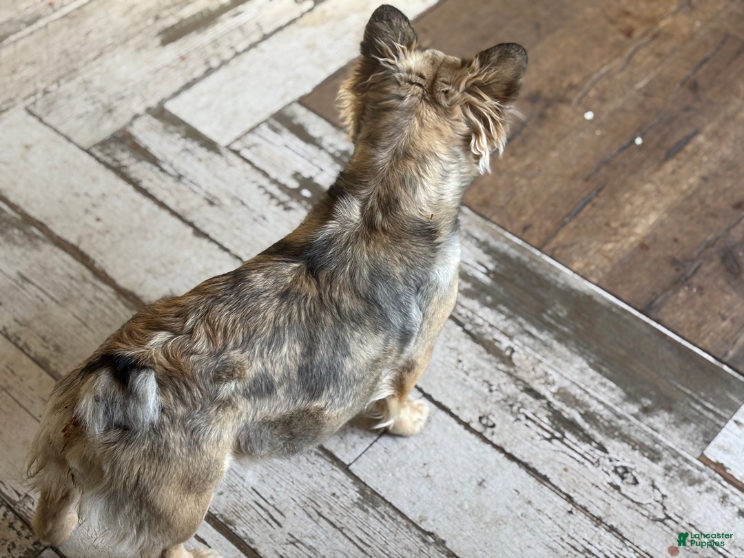 French Bulldog dogs for sale: Izzy - Ad 3