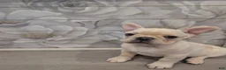 French Bulldog dogs for sale: French Bulldog boy #3 - Ad 4