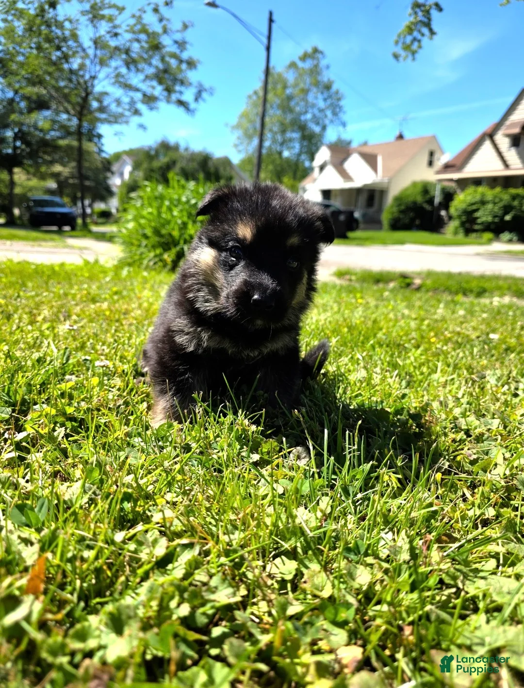 German Shepherd dogs for sale: Marshall - Ad 11