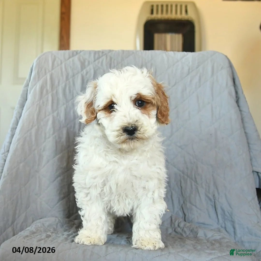 Mini Goldendoodle dogs for sale: Lily  - Ad 3