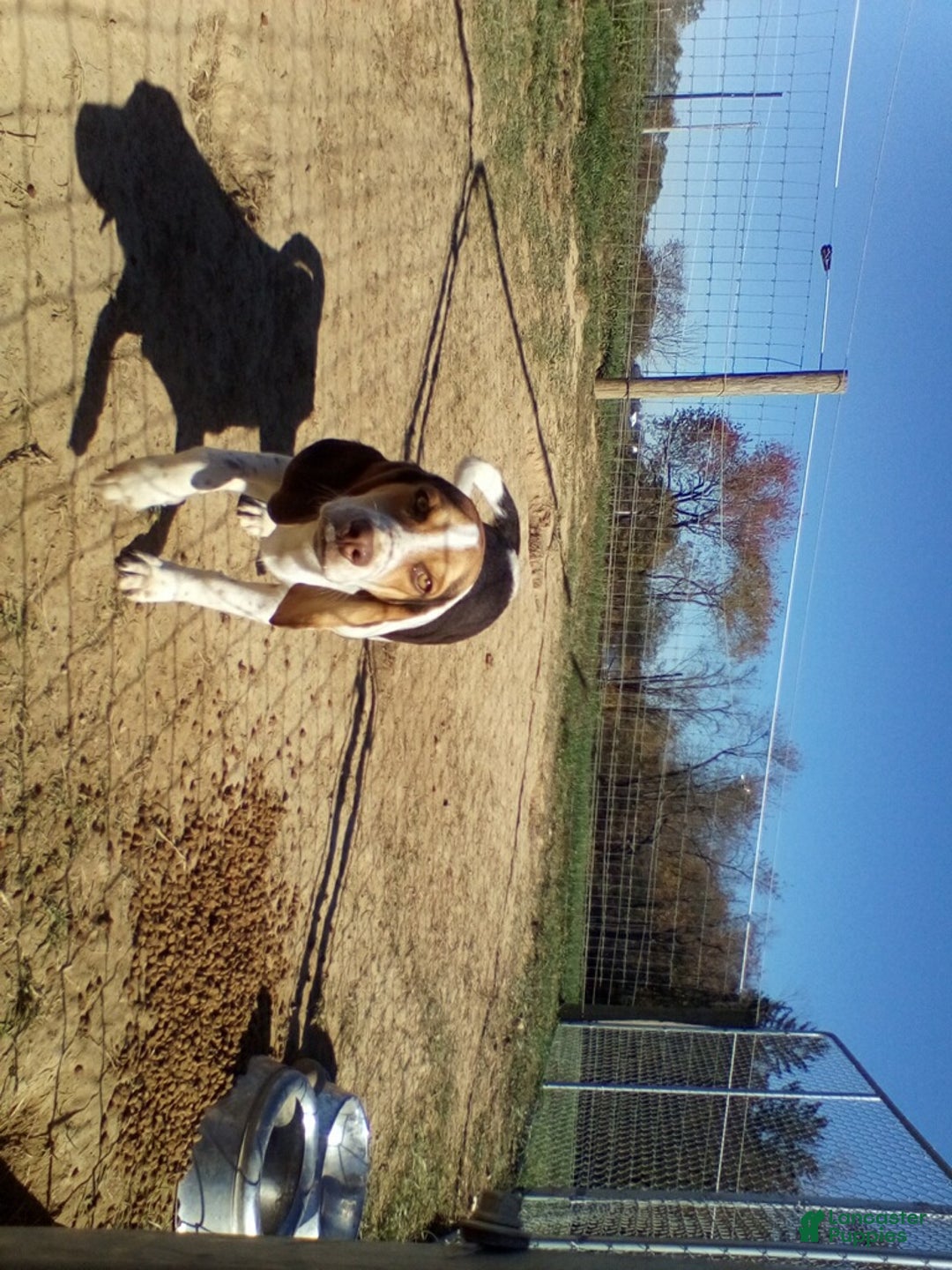 Beagle dogs for sale: Perry - Ad 3