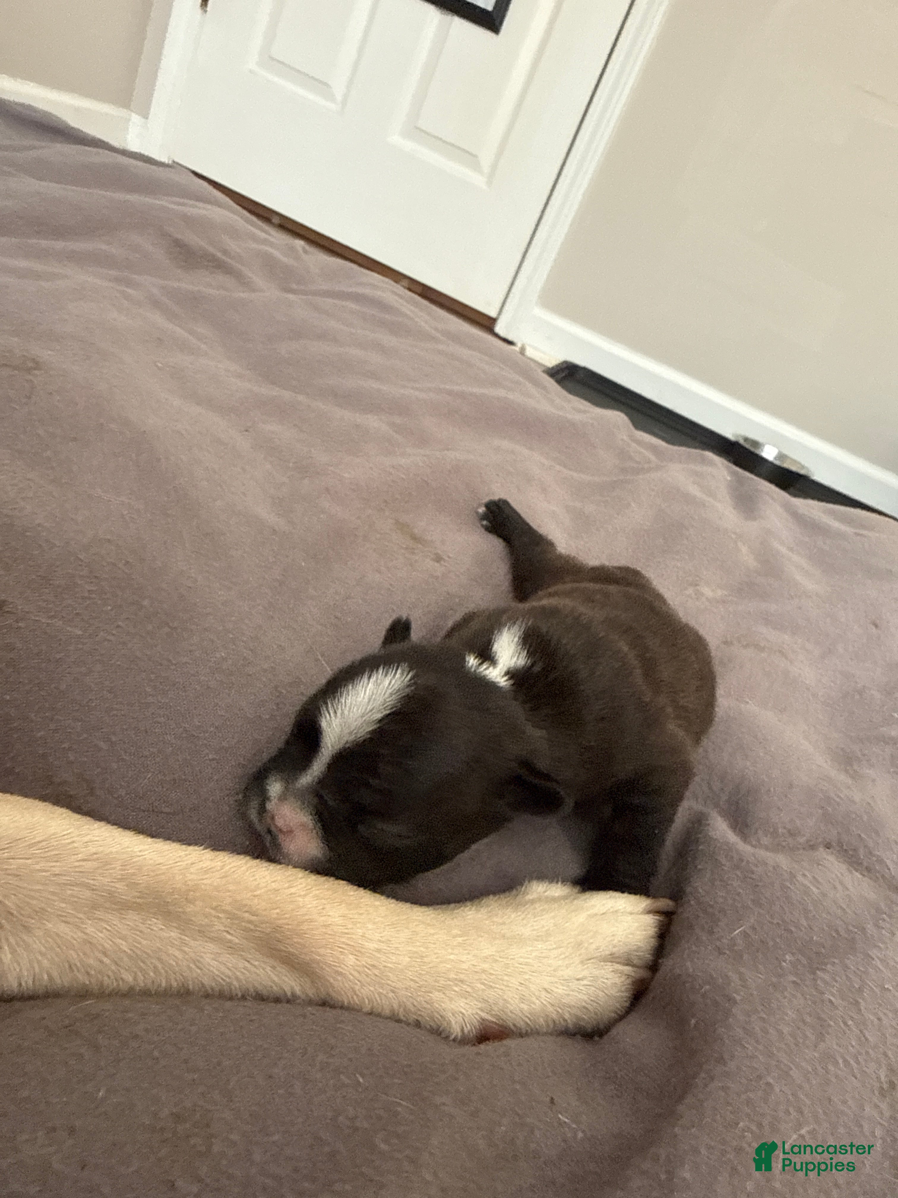 French Bulldog dogs French Bulldog Puppy 5 - Ad 30