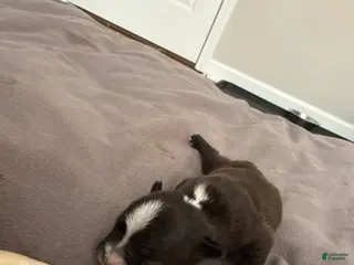 French Bulldog dogs for sale: French Bulldog Puppy 5 - Ad 1