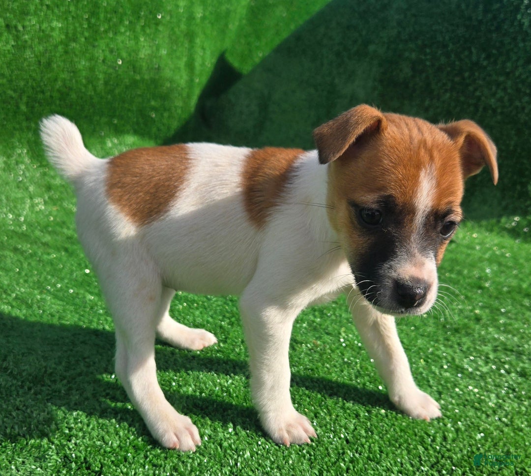 Jack Russell Terrier dogs for sale: Jack Russell Terrier Puppy 2 - Ad 7