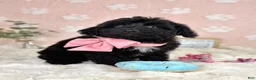 Mini Bernedoodle dogs for sale: Little Bambi - Ad 5
