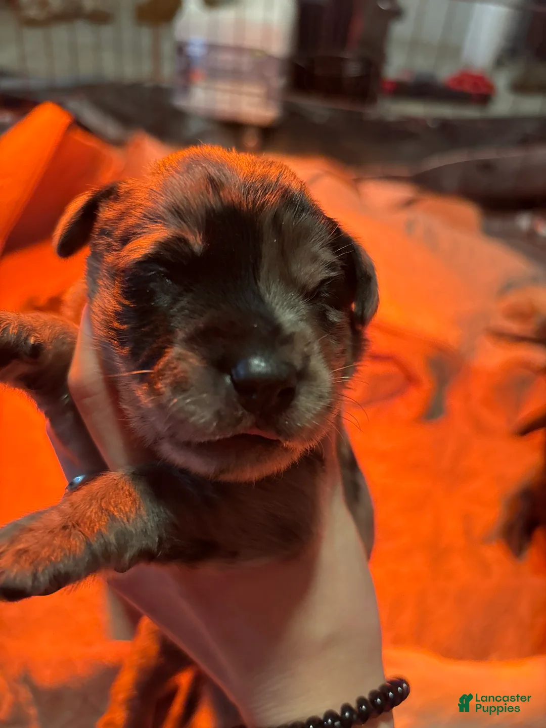 Mixed Breed dogs for sale: Mixed Breed Puppy 4 - Ad 3