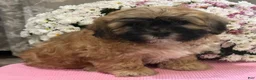 Teddy Bear dogs for sale: Callie - Ad 3