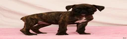Boxer dogs for sale: Midnight - Ad 8