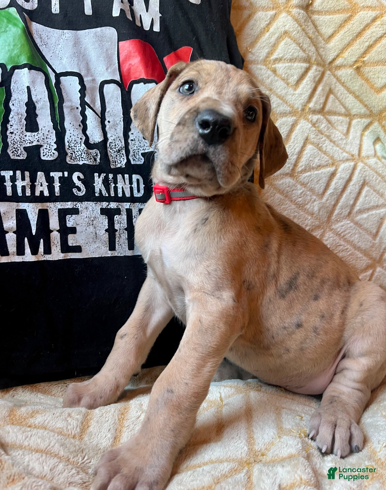 Great Dane dogs Mario - Ad 2