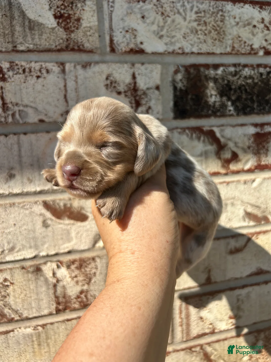 Miniature Dachshund dogs for sale: Miniature Dachshund 1 - Ad 2