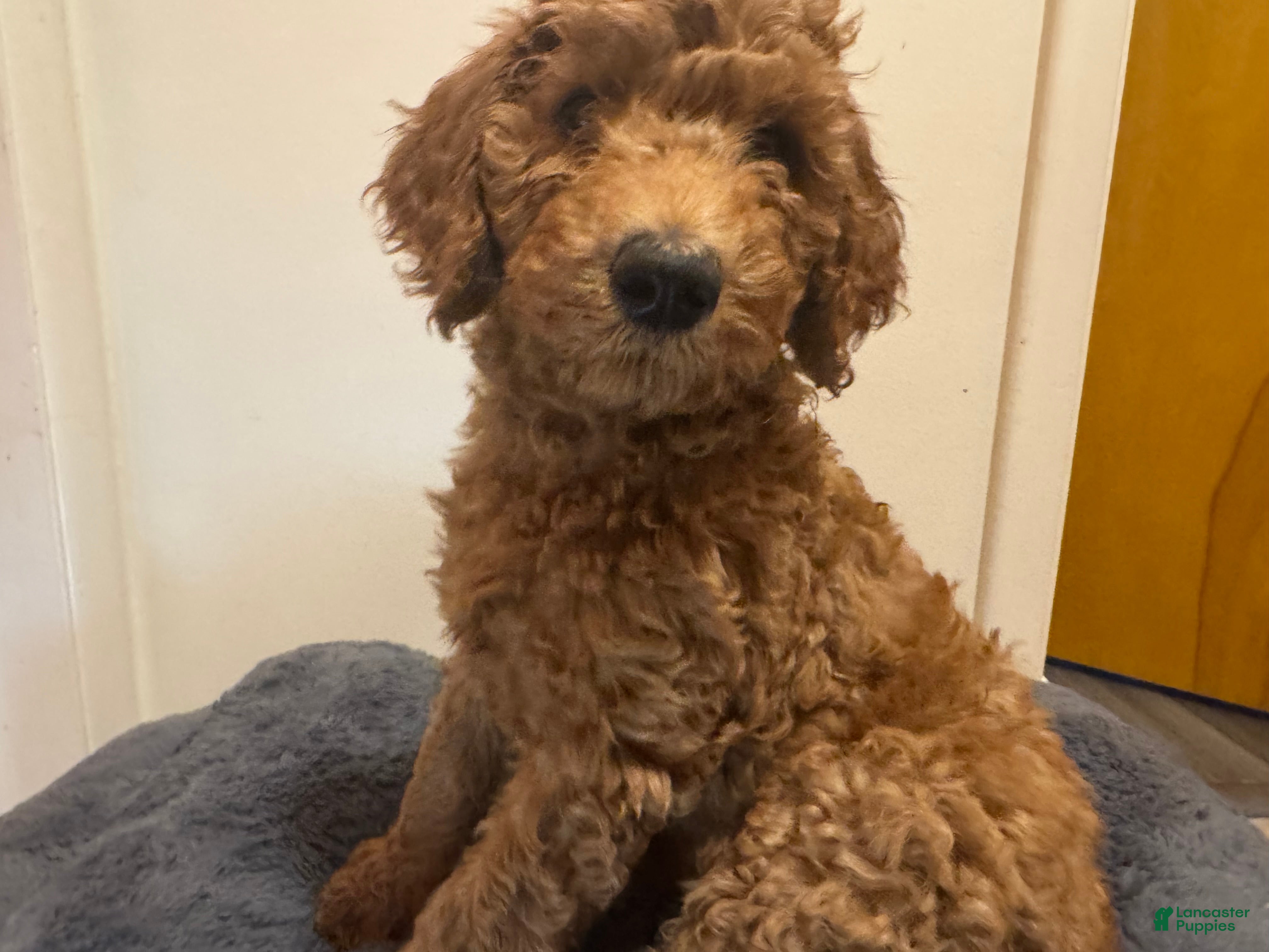 Double Doodle dogs Eloise - Ad 5