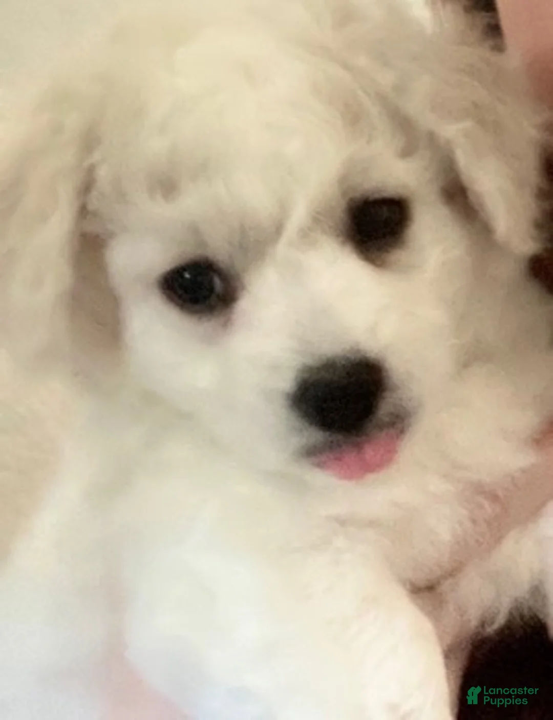 Maltipoo dogs for sale: Clara - Ad 5