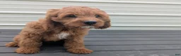 Cavapoo dogs for sale: Iceberg - Ad 13