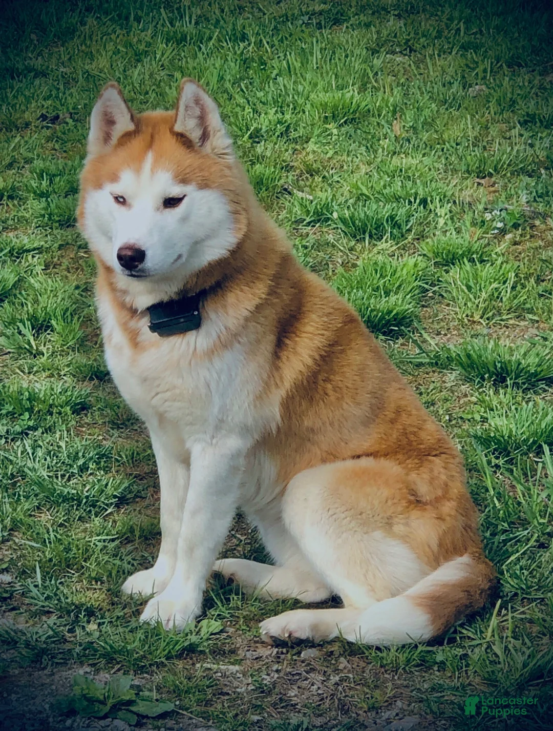 Siberian Husky dogs for sale: Bryce - Ad 14