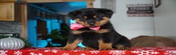 Rottweiler dogs for sale: Noel - Ad 1