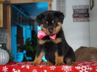 Rottweiler dogs Noel - Ad 39