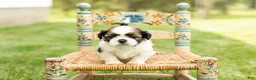 Shih Tzu dogs for sale: Gary  - Ad 1