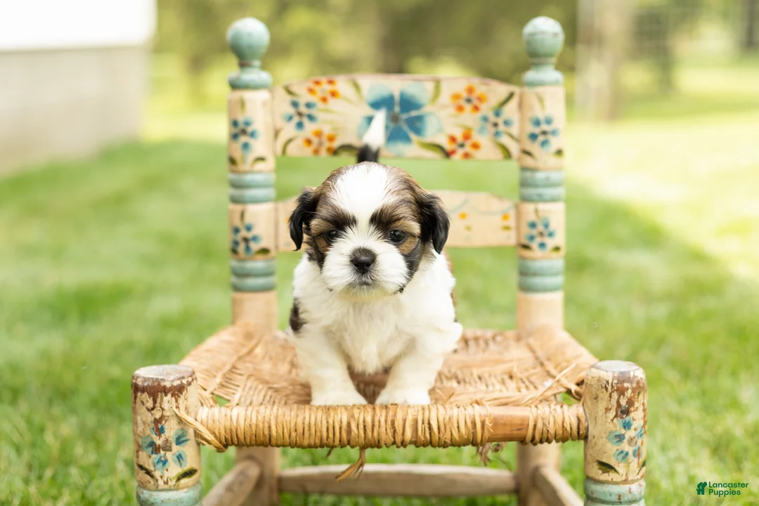 Shih Tzu dogs for sale: Gary  - Ad 1