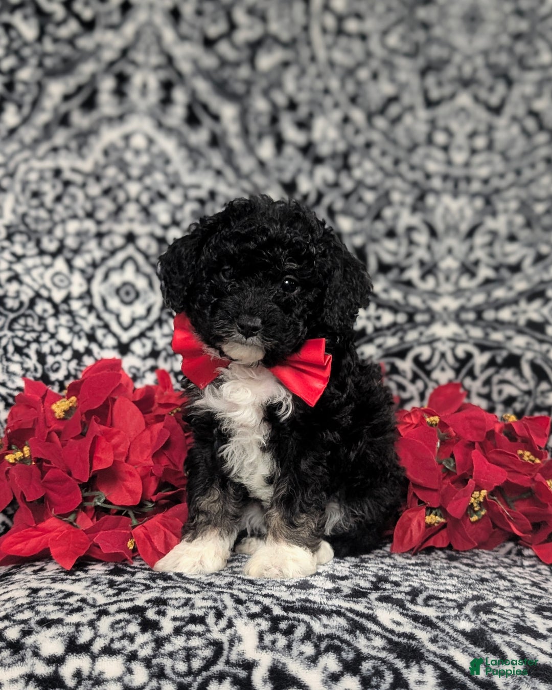 Mini Bernedoodle dogs for sale: Abram Hypoallergenic - Ad 3