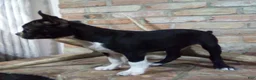 Boston Terrier dogs for sale: Buddy  - Ad 2