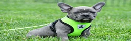 Mixed Breed dogs for sale: Freddy - Ad 3