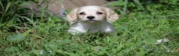 Miniature Dachshund dogs for sale: Violet - Ad 10
