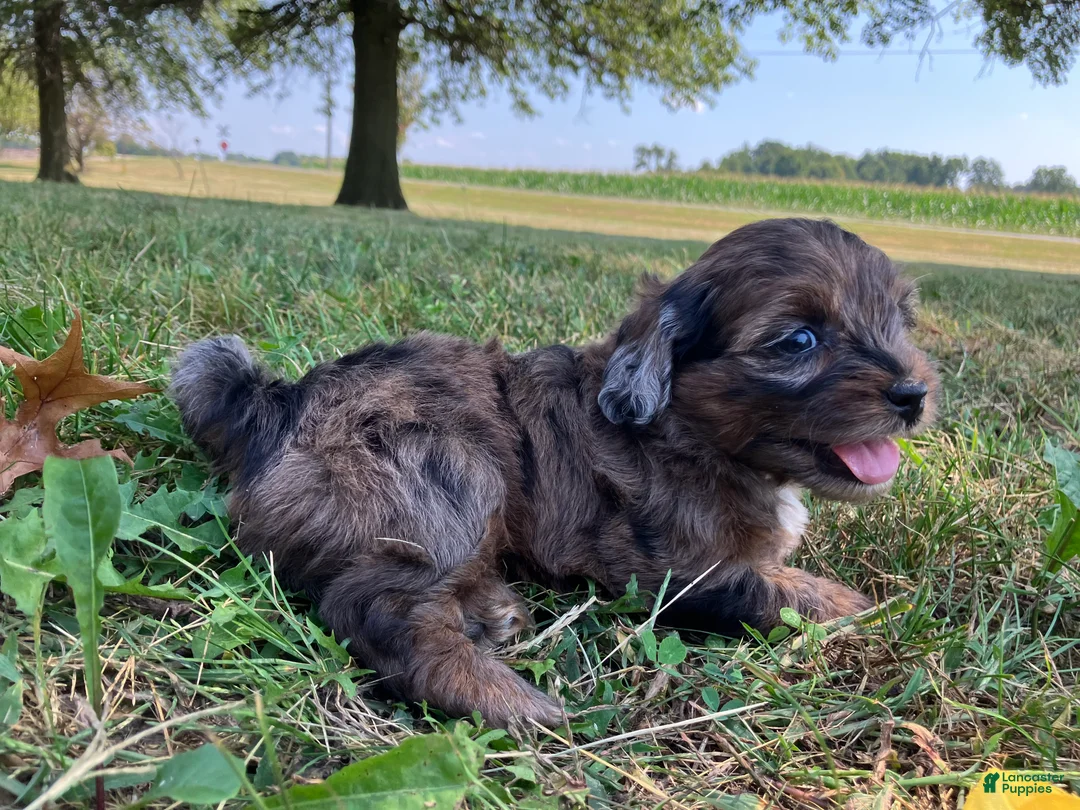 Shihpoo dogs for sale: May - Ad 10