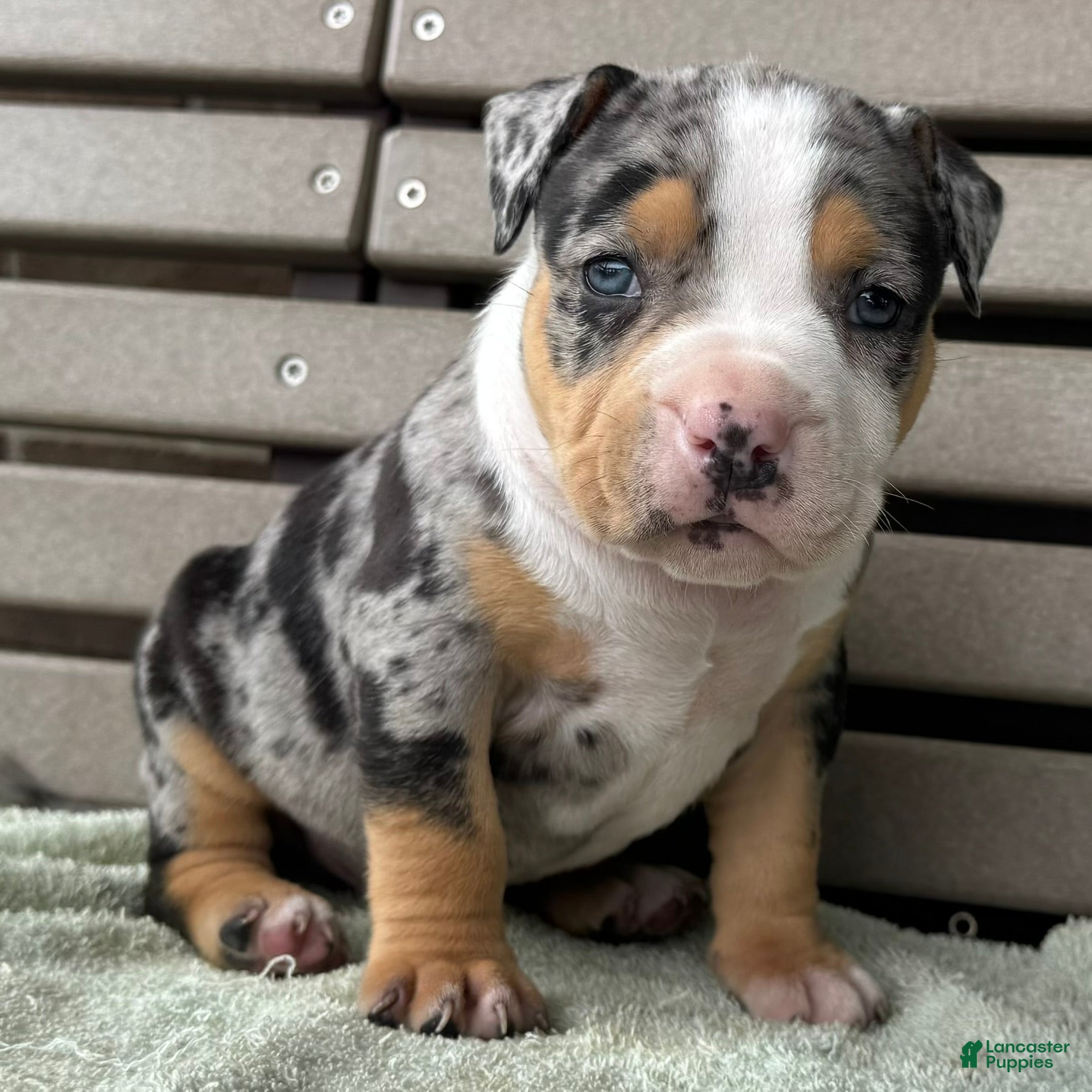 American Bully dogs Griffon - Ad 1