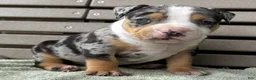 American Bully dogs for sale: Griffon - Ad 1