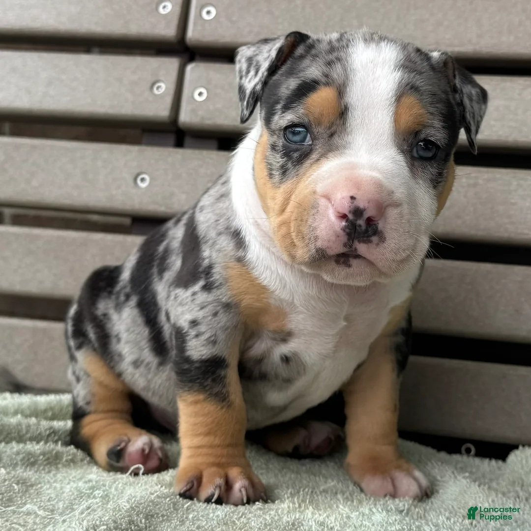 American Bully dogs for sale: Griffon - Ad 1