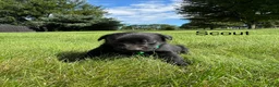 Labrador Retriever dogs for sale: scout - Ad 5