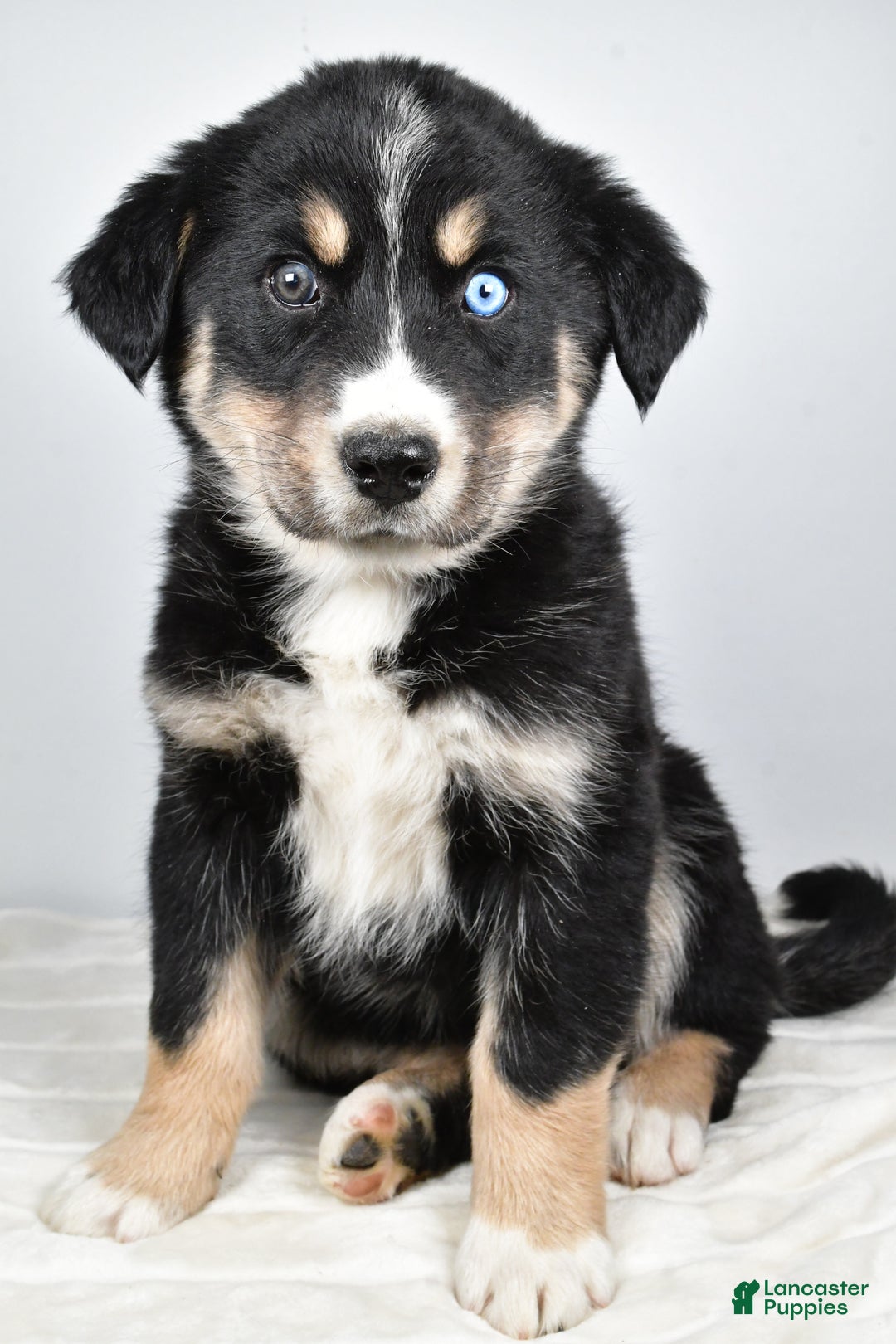 Mixed Breed dogs for sale: Axel - Ad 2