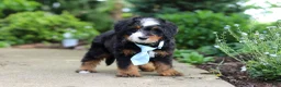 Mini Bernedoodle dogs for sale: Sawyer - Ad 4