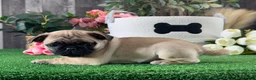 Pug dogs for sale: Petunia  - Ad 4