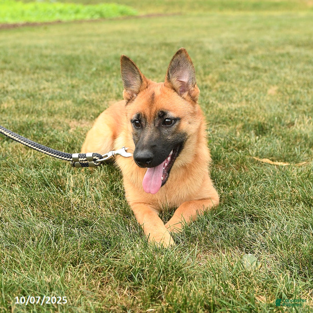 Mixed Breed dogs for sale: Thea - Ad 5