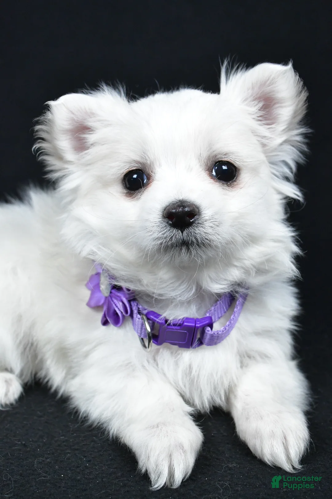 Maltese dogs for sale: Angie - Ad 5