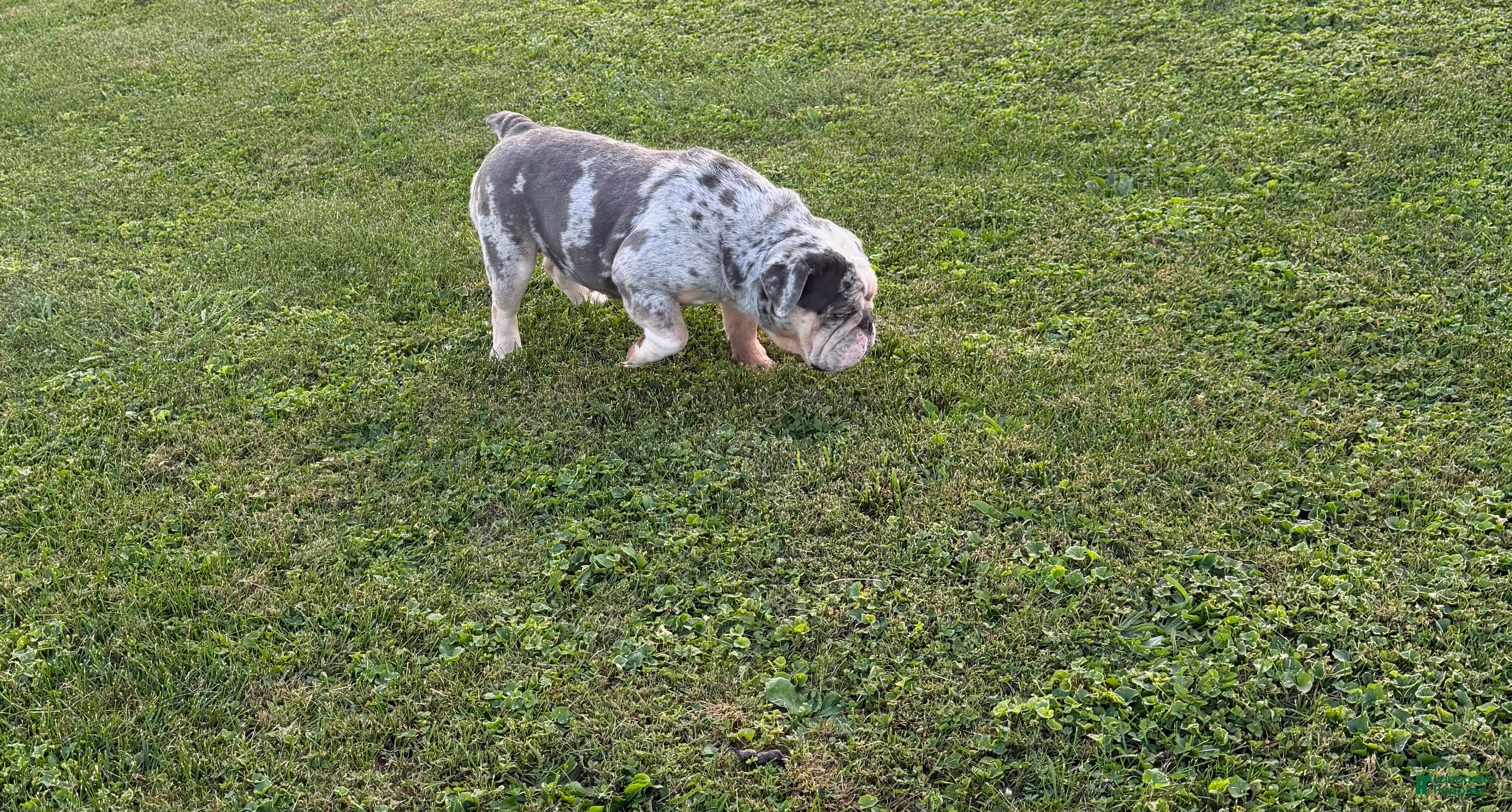 English Bulldog dogs English Bulldog 1 - Ad 1