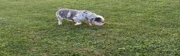 English Bulldog dogs for sale: English Bulldog 1 - Ad 1