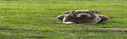 Labrador Retriever dogs for sale: Wren - Ad 8