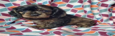 Skye