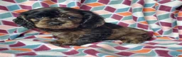 Cocker Spaniel dogs for sale: Skye - Ad 1