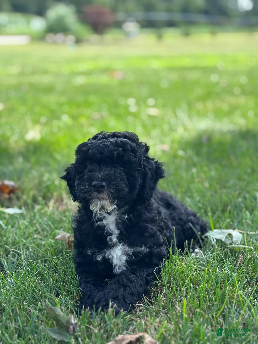 Miniature Poodle dogs for sale: Ethan - Ad 2