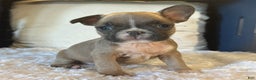 French Bulldog dogs for sale: Alex - Ad 13