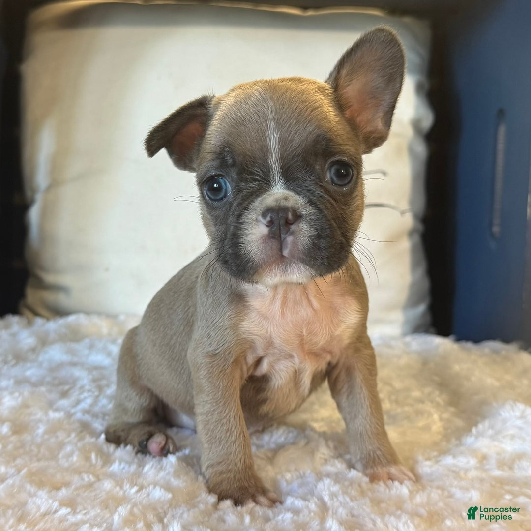 French Bulldog dogs for sale: Alex - Ad 13