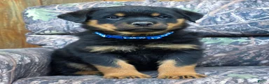 Dominic
